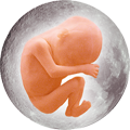 Embryo-Mond